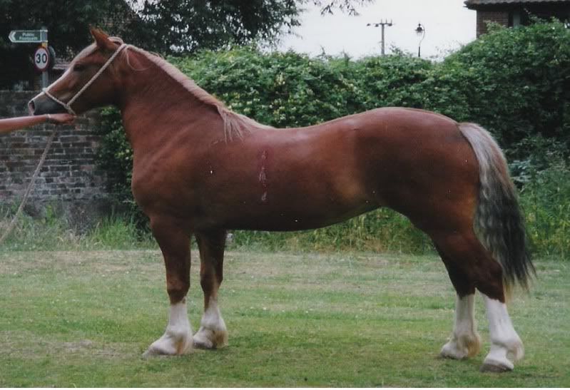 Traditional Welsh Section D's?