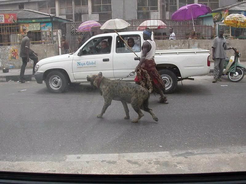 Tame Hyena