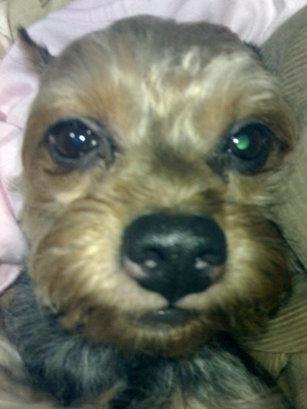 Photobucket - Video and Image Hosting