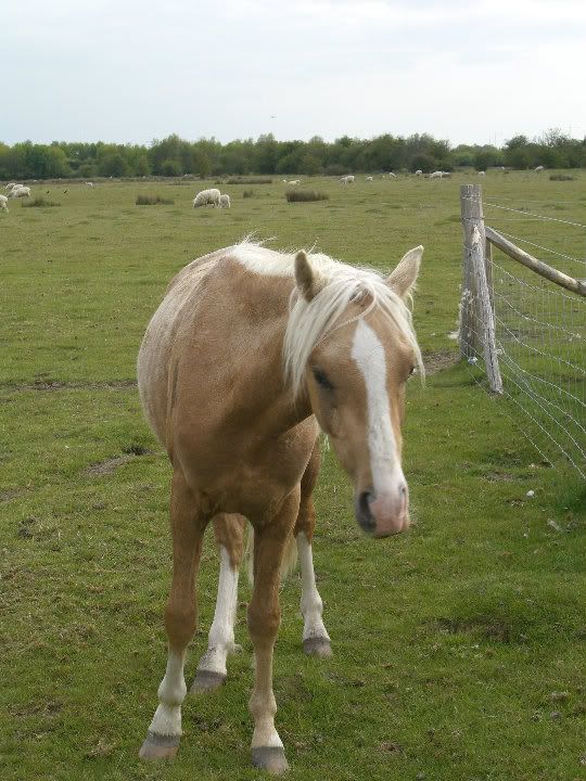 palomino arab