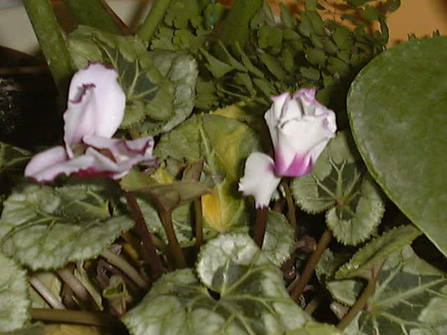 ciclamini.jpg