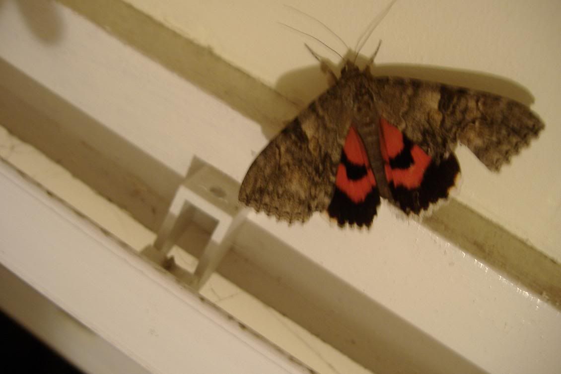 moth1.jpg