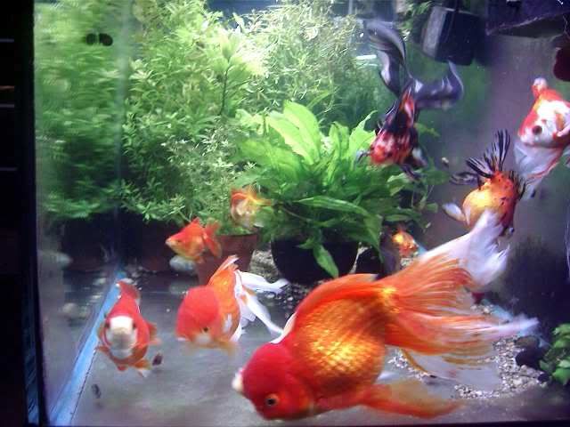 goldfish eggs in aquarium. goldfish eggs in tank.