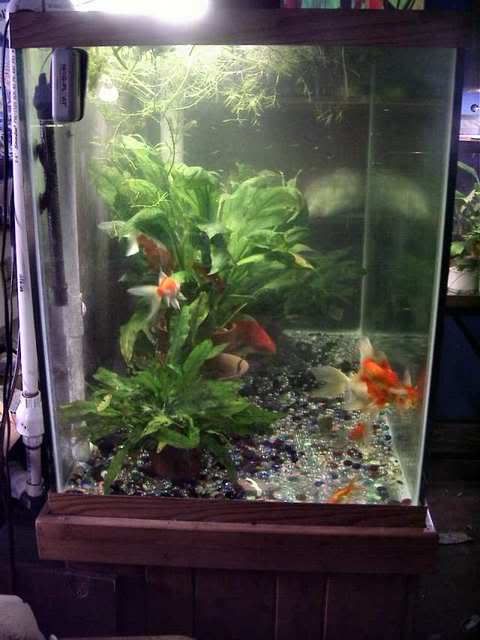 goldfish tank filter. Tank size: 150 gallon