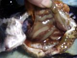 LumpyAbdomen051111d.jpg image by DataGuru