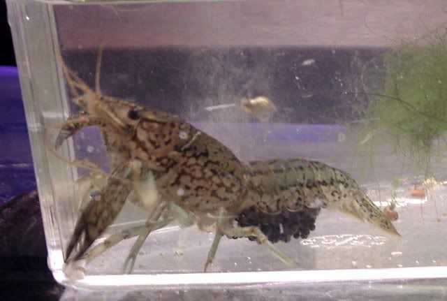 marbled crayfish