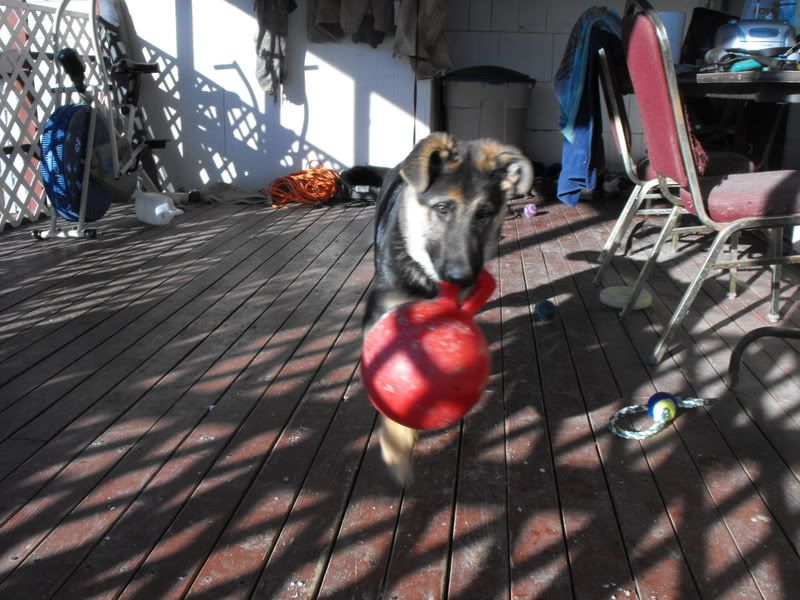 BreatheRight Strips for ears Page 4 German Shepherds Forum