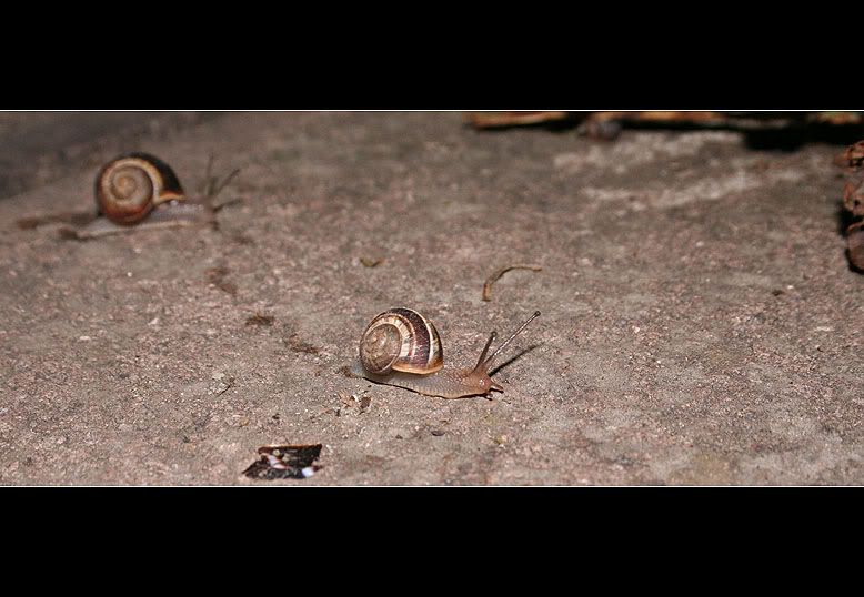 IMAGE: http://i4.photobucket.com/albums/y130/hypo/ohl2.jpg