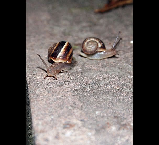 IMAGE: http://i4.photobucket.com/albums/y130/hypo/ohl3.jpg