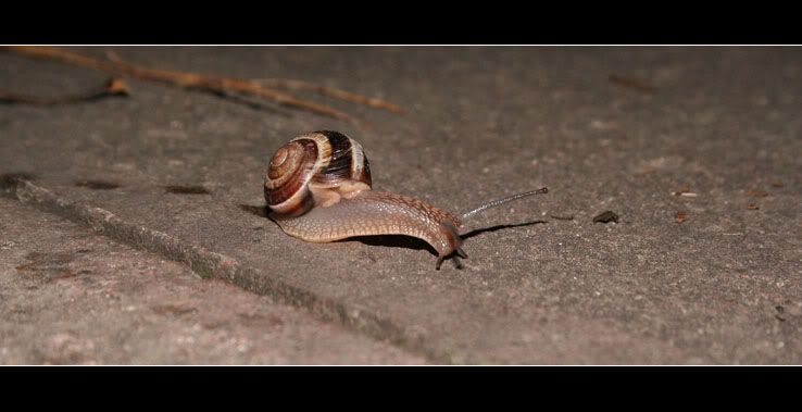 IMAGE: http://i4.photobucket.com/albums/y130/hypo/ohl4.jpg