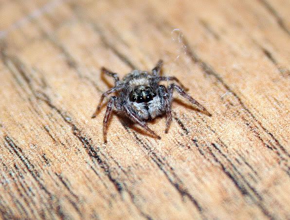 IMAGE: http://i4.photobucket.com/albums/y130/hypo/spider/tinyguy.jpg