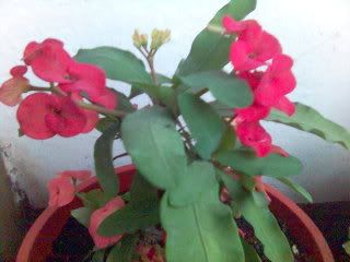 Euphorbia Merah