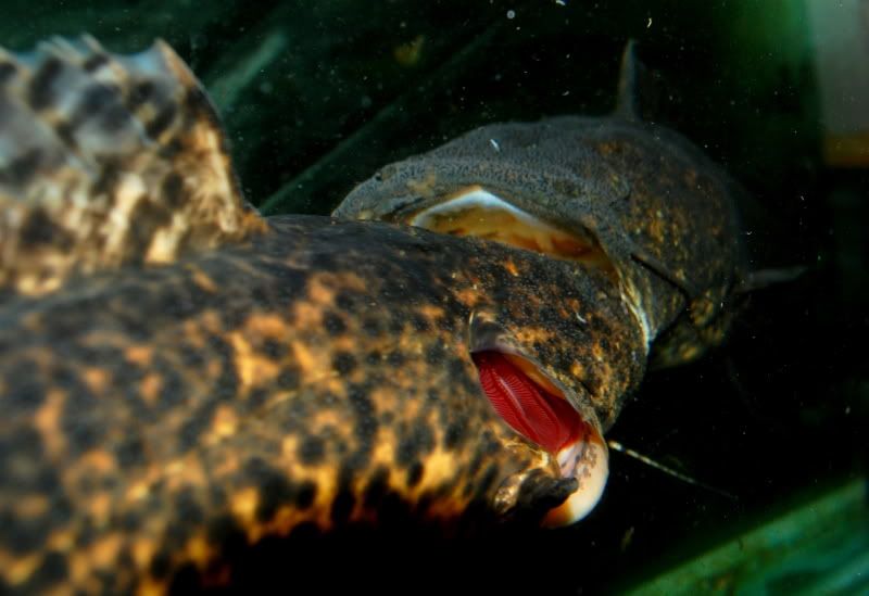 Rare catfish Jelly cat northeast uk Reptile Forums