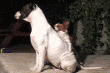dogs humping photo: dogs humping 85.gif