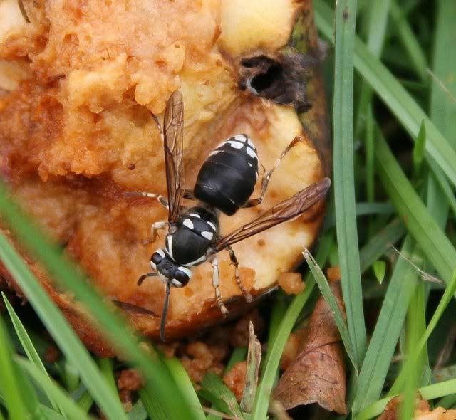 IMAGE: http://i4.photobucket.com/albums/y133/Photonut1/1856.jpg