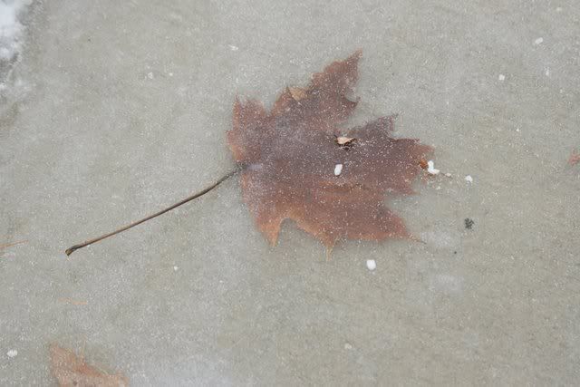 IMAGE: http://i4.photobucket.com/albums/y133/Photonut1/272.jpg