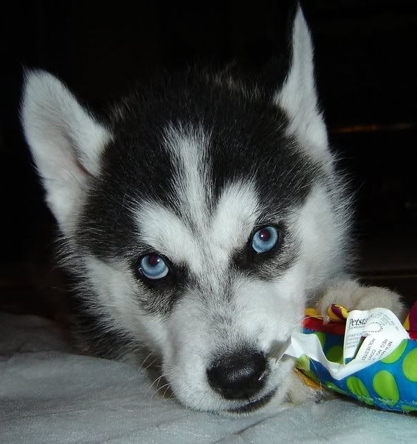 IMAGE: http://i4.photobucket.com/albums/y133/Photonut1/4796.jpg