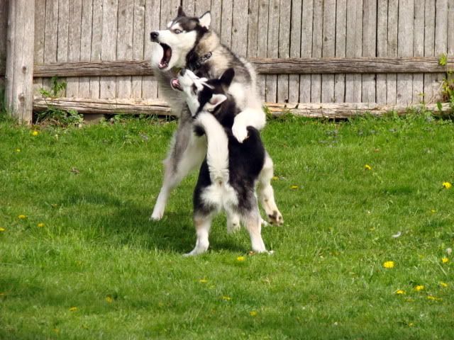 IMAGE: http://i4.photobucket.com/albums/y133/Photonut1/DSC00131.jpg