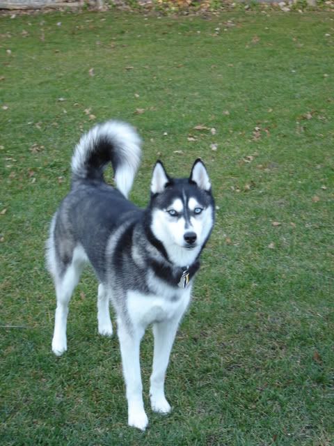 IMAGE: http://i4.photobucket.com/albums/y133/Photonut1/DSC04424.jpg