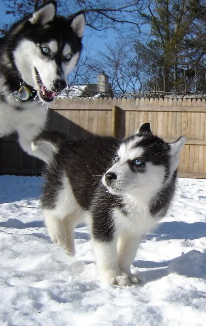 IMAGE: http://i4.photobucket.com/albums/y133/Photonut1/DSC04767.jpg