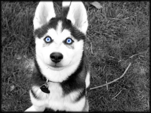 Red Eyed Husky