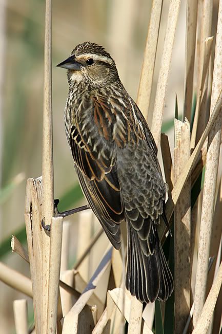 bafbird18mar20092.jpg picture by cw82560