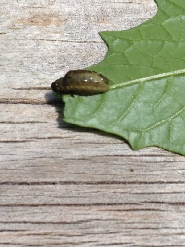 Help! Nasty bugs on tomatillo plant! TexAgs