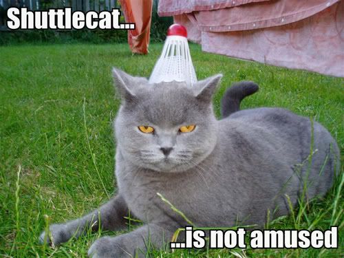 shuttlecat-is-not-amused.jpg