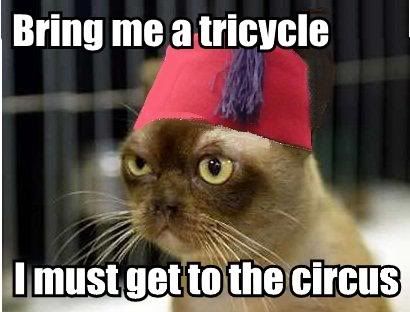tricycle-cat.jpg