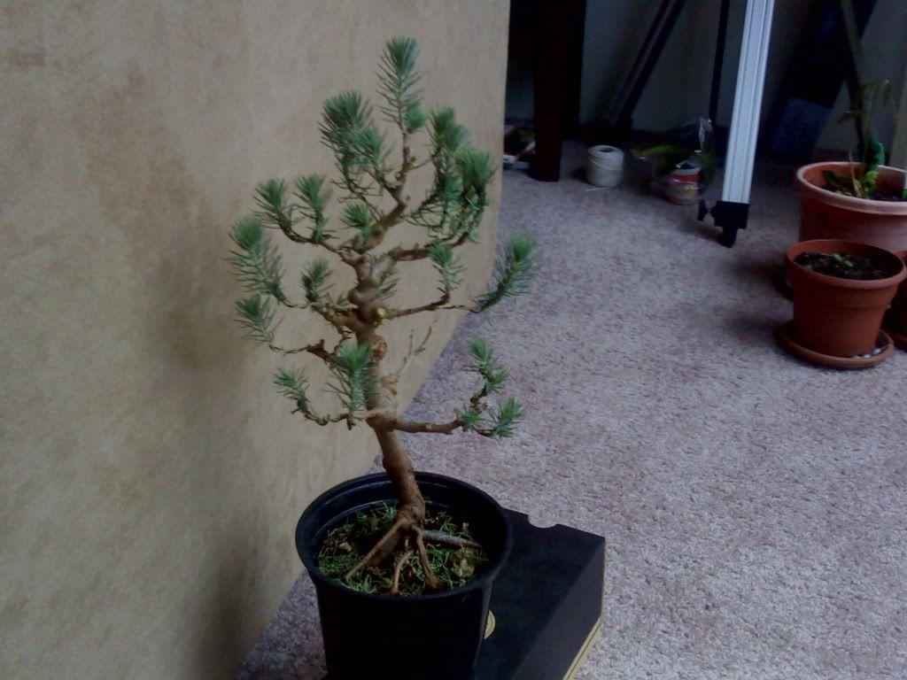 Italian Stone Pine • Gardening Forum