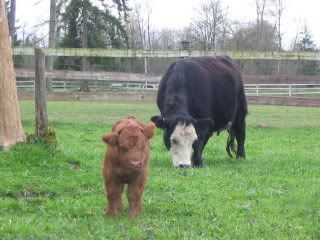 Highlander people: breeding smaller heifers - Cattle