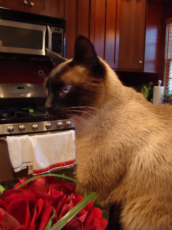 http://i4.photobucket.com/albums/y135/chadfoley/java02.jpg