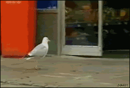 Seagull_steals_chips.gif