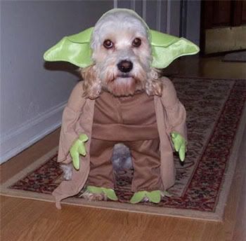 Dog_dressed_as_Yoda.jpg