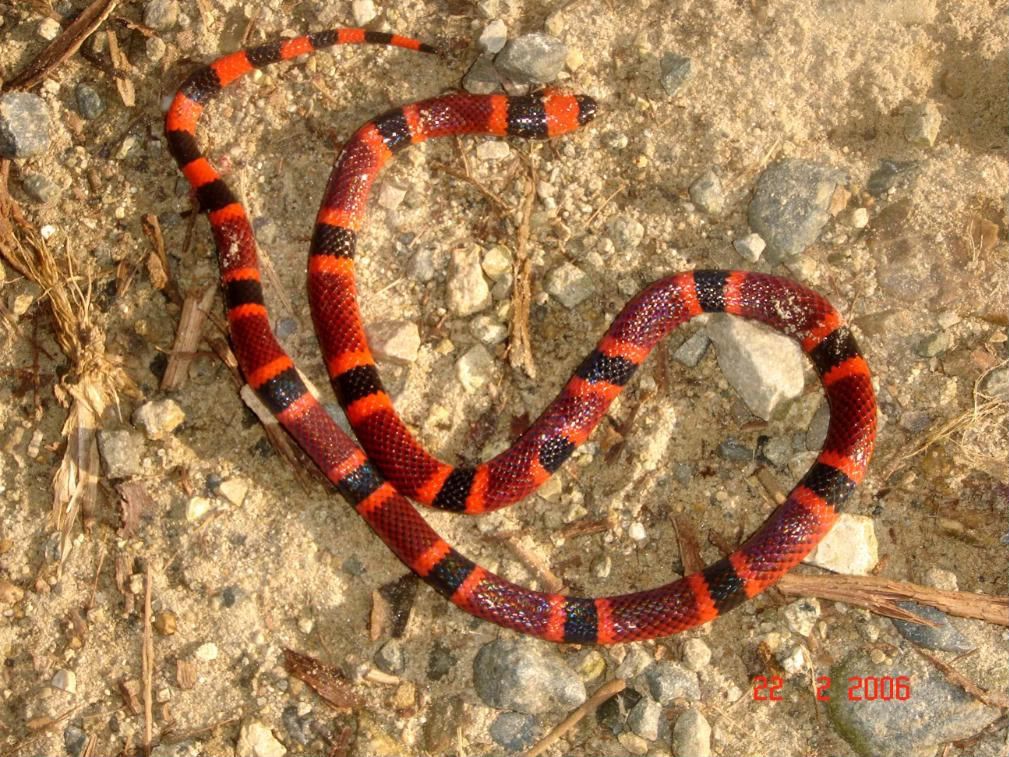 Snakes In Honduras