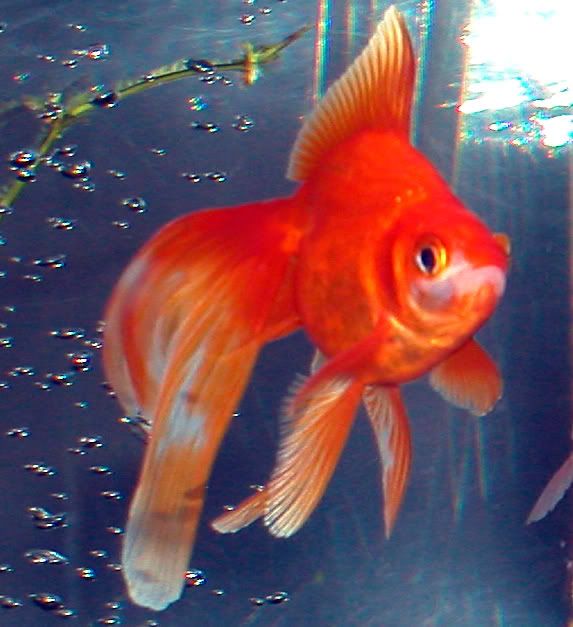 Goldfish Long Tail