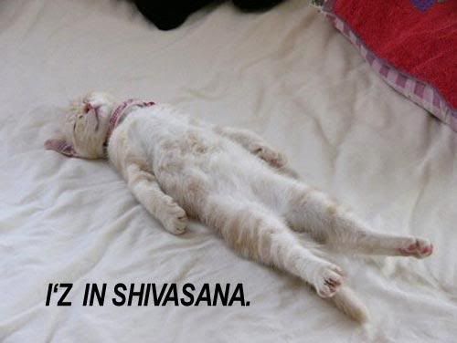 kitty yoga shivasana Pictures, Images and Photos