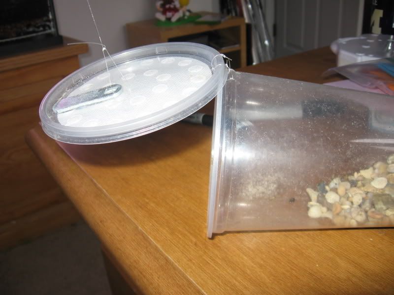 How to catch a Frog, with manual DIY trap Dendroboard