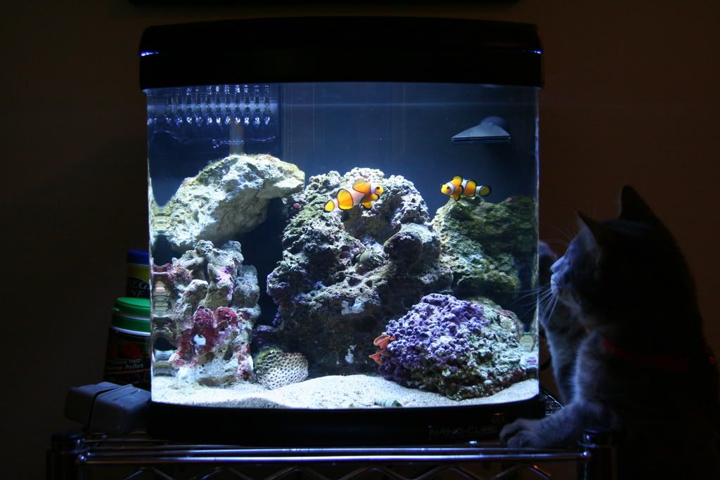 IMAGE: http://i4.photobucket.com/albums/y139/GhettoFabulousCRX/IMG_0074.jpg?t=1266636294