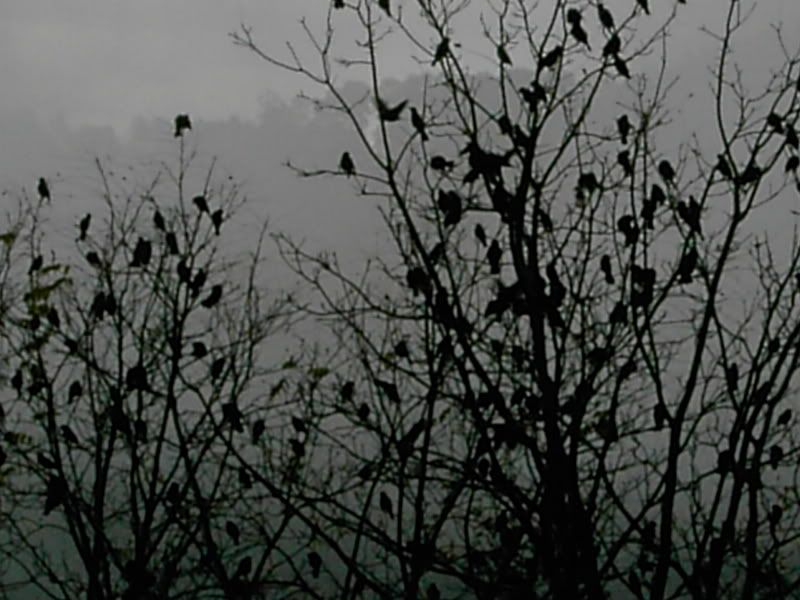 Fall, how long before it gets here? - Homesteading Questions