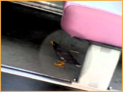 Bird in Bus?
