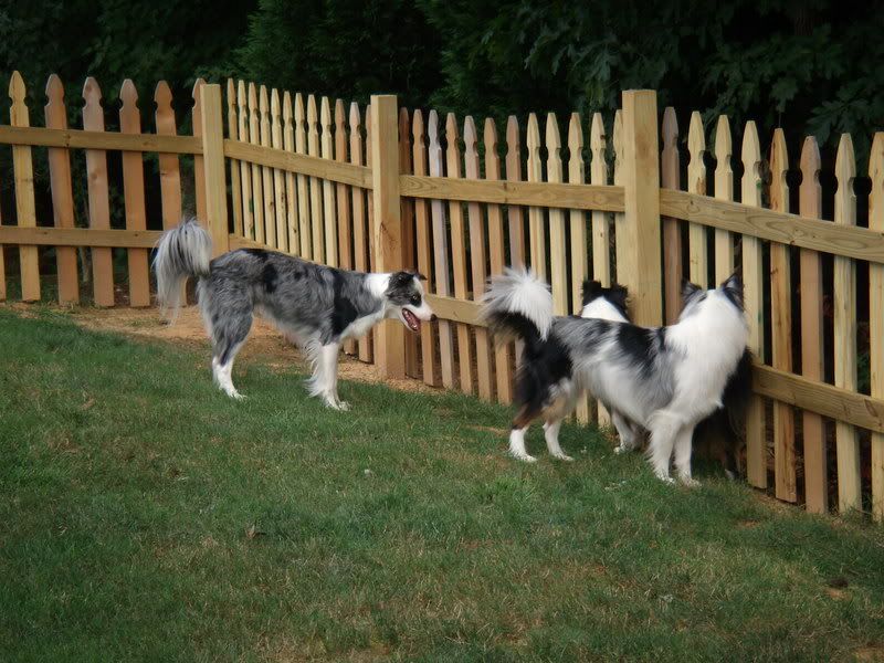 smooth coated sheltie