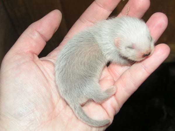 ferret19May2.jpg