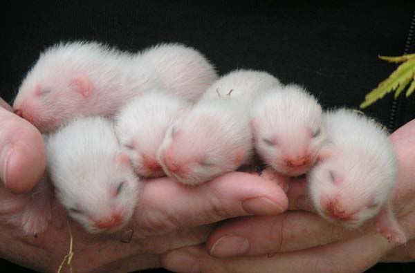 ferretkits2.jpg