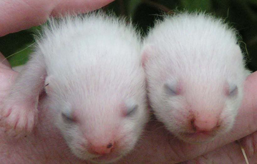 ferretkits3.jpg