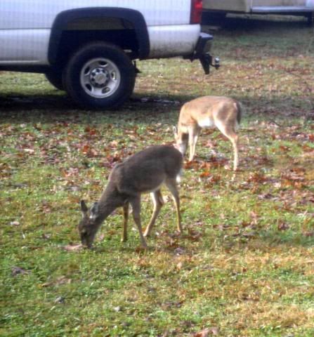 Deer population? - Homesteading Questions