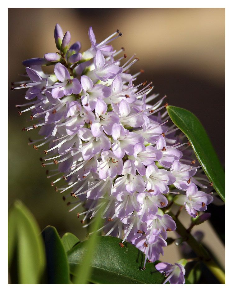 IMAGE: http://i4.photobucket.com/albums/y140/skade2/IMG_0034copy.jpg