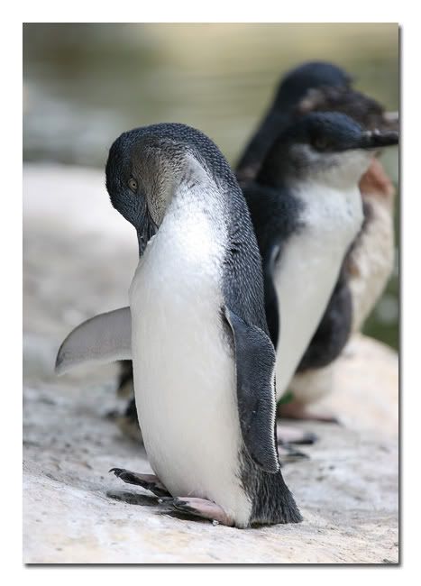 Shy Penguin