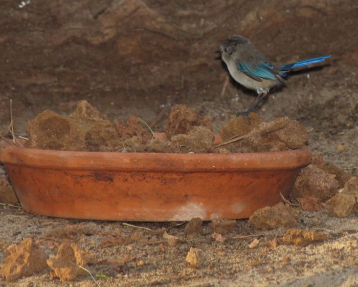 IMAGE: http://i4.photobucket.com/albums/y140/skade2/littlebird.jpg