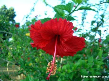 Ren hibiscus